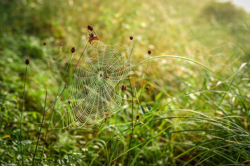 Biotope rund um Kollbach