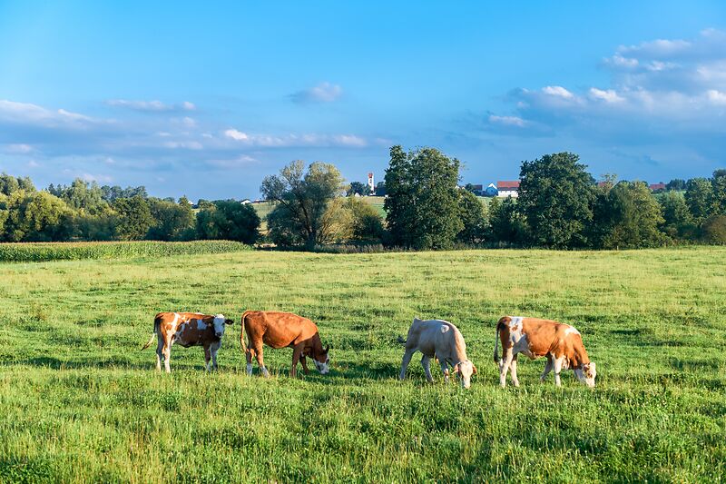 Ring der Regionen