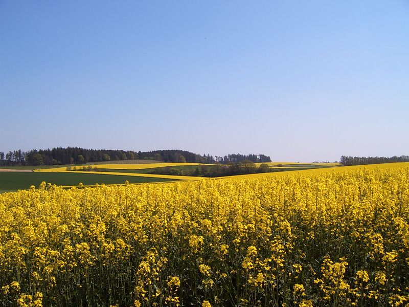 Skulpturenweg am Petersberg