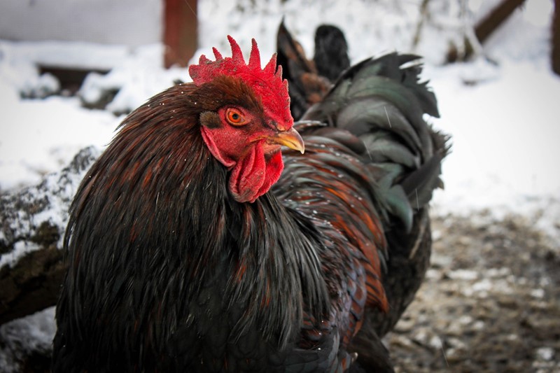 Verbreitung der Vogelgrippe – Fütterungsverbot von Wildvögeln und Marktverbot